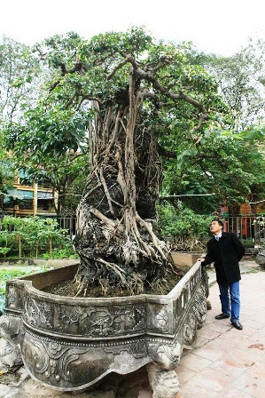 Năm 2010, tác phẩm này đã được tổ chức Kỷ lục Châu Á công nhận là "Cây Sanh trồng chậu ôm đá nghệ thuật lớn, cổ nhất Châu Á". Ảnh: vanhien.