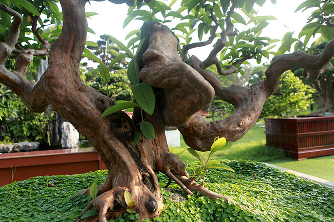 Anh Dũng cho biết, cây ổi này vốn của nghệ nhân Nguyễn Trọng Huỳnh (Hội Cây cảnh Nghệ thuật Hà Nội). Cách đây hơn 10 năm, anh Dũng mua với giá 350 triệu đồng. Ảnh: Dân Việt.