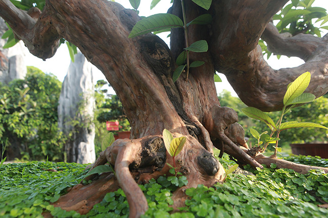 Bộ mâm rễ của tác phẩm ổi bonsai phát triển cân đối tỏa đều ra các hướng, tạo ra một chỉnh thể hài hòa. Ảnh: Dân Việt.