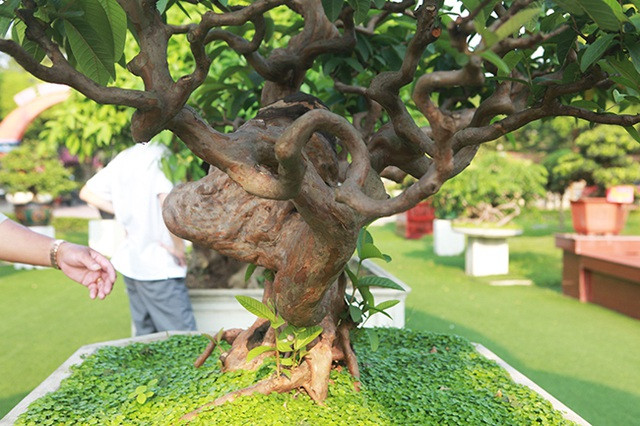 Tác phẩm ổi “Tể tướng Lưu gù” có điểm nhấn nổi bật là vết gập hồi đầu của thân chính đã phát nu cục trông giống như cái lưng gù của nhân vật Lưu gù vẫn được lưu truyền trong dân gian. Ảnh: Người đưa tin.