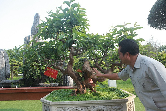 Anh Lê Văn Dũng (Thái Nguyên) - một “tay chơi” khét tiếng trong làng cây cảnh sở hữu cây ổi dáng kỳ quái, được giới chơi cây cảnh đặt cho cái tên mỹ miều “Tể tướng Lưu gù". Ảnh: Người đưa tin.