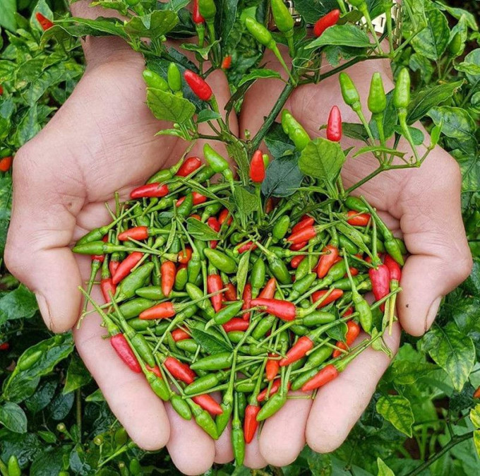 Theo cô Hà, ớt gió về đến đâu là hết đến đấy, khách mua phải lên đơn, thậm chí đặt cọc trước. Ảnh: FB.