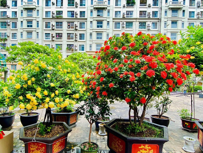 Đây là vườn cây cảnh nằm trước căn hộ hơn 7 tỷ mà NSƯT Quang Tèo mua từ năm 2016. Ảnh: FBNV.