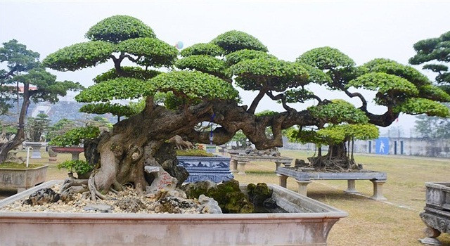 Cây duối cổ hơn trăm tuổi, mang thế độc "Long đàn Phượng vũ" của ông Vũ Văn Mai (Vĩnh Tường - Vĩnh Phúc) khiến nhiều người phải trầm trồ, thán phục. Ảnh: VTCNews.