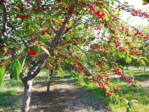 Ít ai biết, ở các nước châu Âu, cherry thường mọc tự nhiên, hoặc được trồng hai bên đường để trang trí và làm bóng mát. Một số khác được trồng canh tác để xuất khẩu.