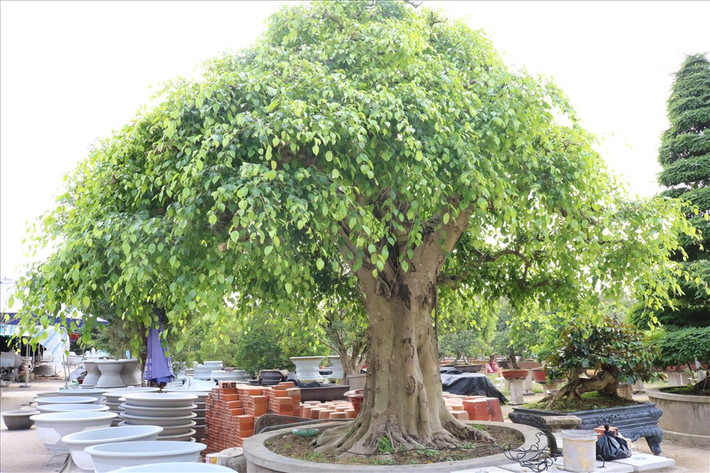 Cây sanh bonsai trị giá 2 tỷ đồng trong vườn anh Lộc.Ảnh: Lao động.