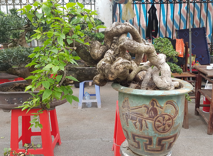 Cây hoa giấy Mỹ nổi tiếng với các bộ rễ kỳ quái. Ảnh: Vietnamnet.