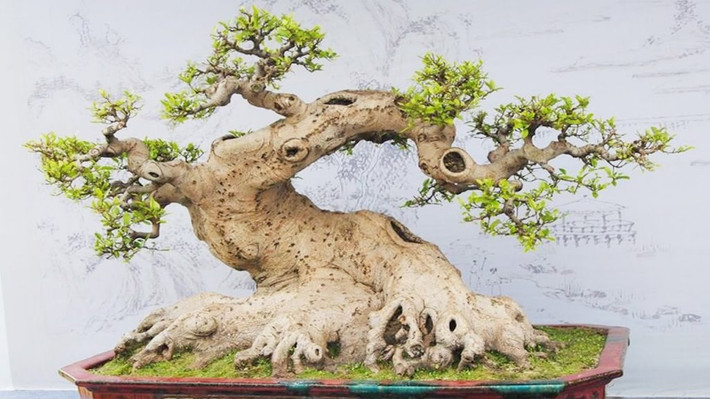 Bonsai dáng quái mang hình ảnh thiên nhiên thu nhỏ vào chậu cây để thể hiện những mặt đối lập trong nhân sinh thế giới quan của con người. Ảnh: Chauximang.