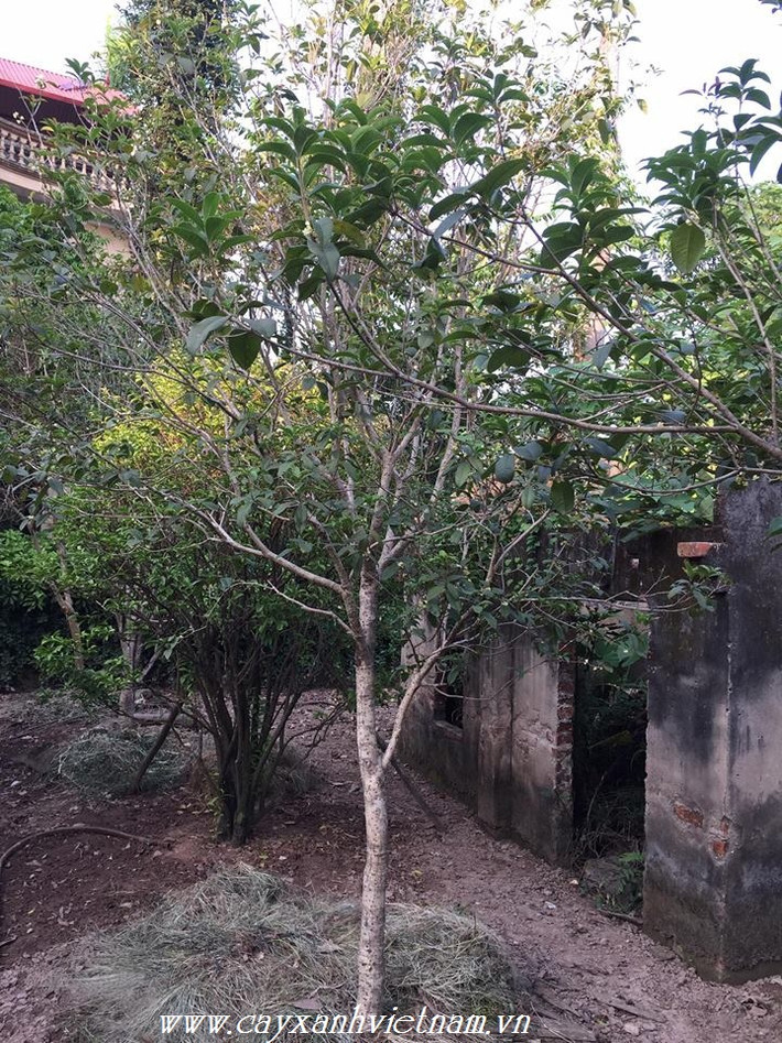 Hoa mộc hương có nhiều màu sắc khác nhau như trắng, vàng, cam. Bông hoa rất nhỏ đường kính chỉ khoảng 1cm và mọc thành chùm. Hoa 4 cánh và có mùi hương rất quyến rũ. Ảnh: Cayxanhvietnam