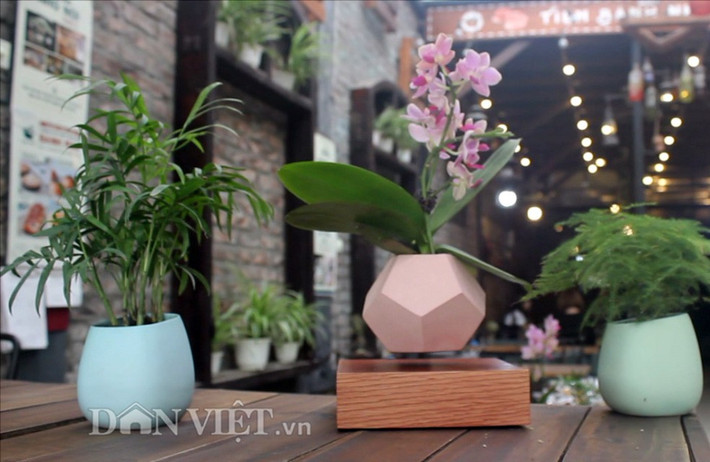 Một trong những ưu điểm nổi bật khác của bonsai bay chính là sự đa dạng về mẫu mã. Ảnh: Dân Việt