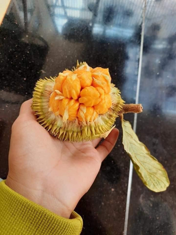 Loại mít này có kích thước nhỏ hơn mít Tố Nữ, khoảng 2-3 quả/1 kg, giá bán từ 15.000 - 20.000 đồng/kg. Ảnh: Facebook.