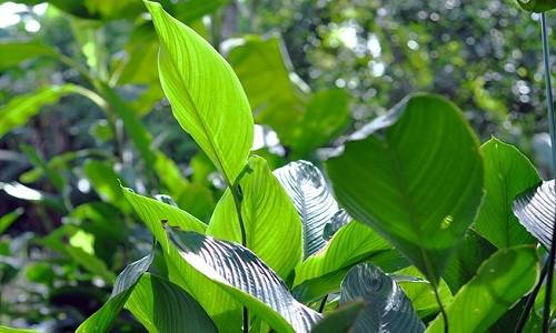 Xã Gia Kiệm (huyện Thống Nhất, Đồng Nai) được mệnh danh là vùng trồng lá dong lớn nhất Đồng Nai. Từ khoảng 20 tháng Chạp âm lịch, nơi đây bắt đầu nhộn nhịp kẻ mua, người bán.
