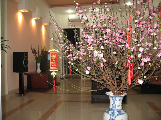 Hoa đào như mang không khí Tết vào nhà (Ảnh: Kientrucvietnam)