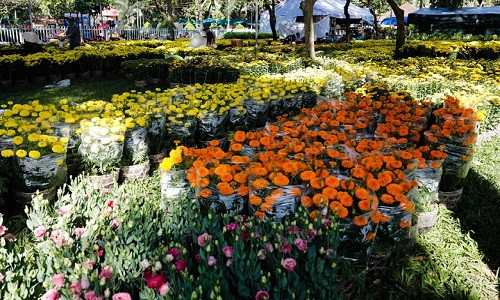 Vào những ngày này, hoa kiểng ngày tết từ các tỉnh miền Tây ồ ạt đổ về Sài Gòn, khu vực công viên 23/9 tràn ngập hoa từ Bến Tre, Đồng Tháp lên và cả miền Bắc chuyển vào.