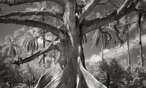 Những bức ảnh tuyệt đẹp về các loài cây cổ thụ này do nhiếp ảnh gia người Mỹ Beth Moon ghi lại. Đây là hình ảnh về một cây bông gạo (Ceiba pentandra) ở Palm Beach, Florida, Mỹ. Các sợi bông của cây này được thu hoạch để nhồi gối, nệm hoặc thú bông.