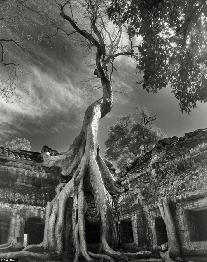 Một bộ rễ cây khổng lồ bao phủ ngôi đền Ta Prohm, Siem Reap, Campuchia. Những bức ảnh của Berth Moon được in thành sách, xuất bản năm 2014 và 2016.