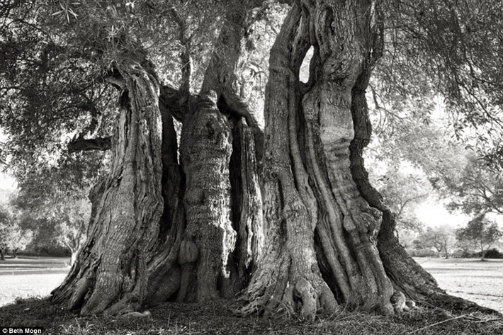 Beth Moon cho biết cô đang dành toàn thời gian của mình để tìm hiểu về các loài cây. Xung quanh mỗi một cây đại thụ lại có những câu chuyện hấp dẫn khác nhau, về lịch sử, điều kiện sống và cách mà chúng tồn tại qua hàng nghìn năm.