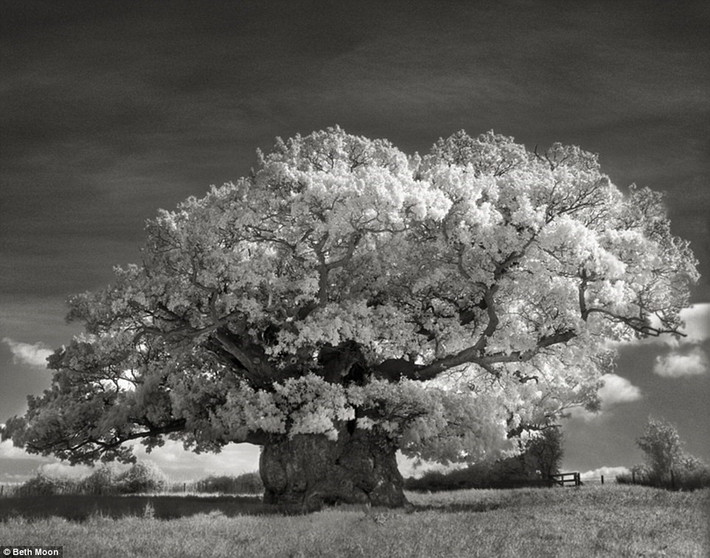 Cây sồi Bowthorpe Oak ở Lincolnshire, Anh có tuổi thọ hơn 1.000 năm. Đây là cây đại thụ đầu tiên Moon chụp ảnh.