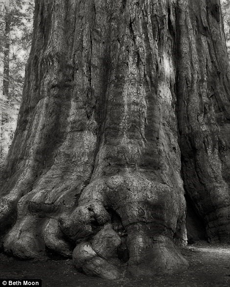 Một cây thông 2.000 năm tuổi ở Sierra Nevada, California, Mỹ.