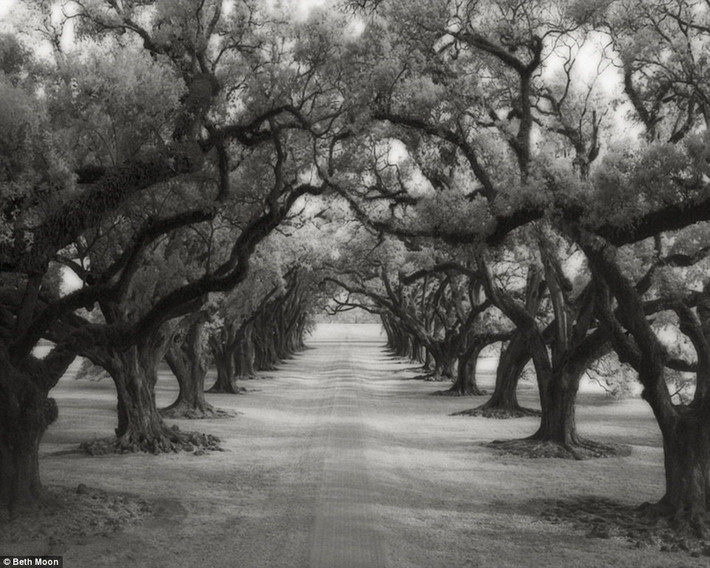 Beth Moon bắt đầu chụp ảnh về các loài cây từ năm 1990, sau khi được nhìn thấy mẫu vật một loài cây có tuổi thọ 4.000 năm tại một tiết học. Trong ảnh là những cây sồi cổ thụ được trồng từ thế kỷ 18 ở đồn điền Oak Alley Plantation, Louisiana.