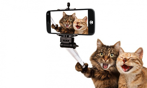 Hai chú mèo con háo hức chụp ảnh tự sướng bằng gậy selfie. Ảnh: Wallhaven.