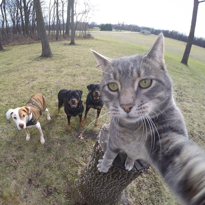 Chụp ảnh selfie là phải giơ máy lên thật cao. Ảnh: Boredpanda.