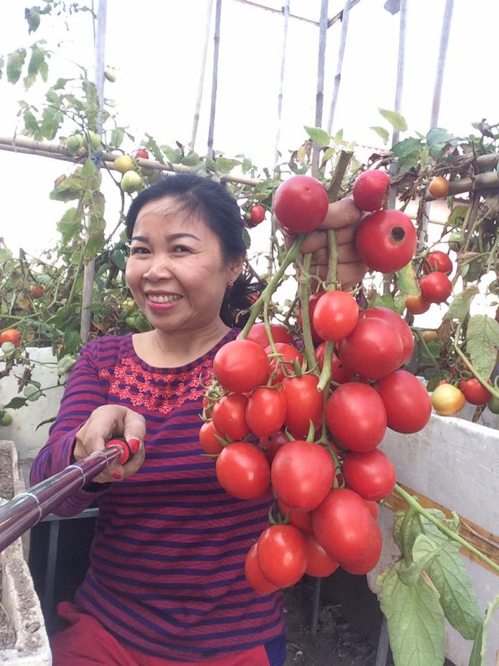 Chia sẻ về bí quyết giúp cà chua sai trĩu quả, chị Minh cho biết cần trồng đúng mùa vụ và chọn được giống tốt. Ảnh: Nhanongxanh.