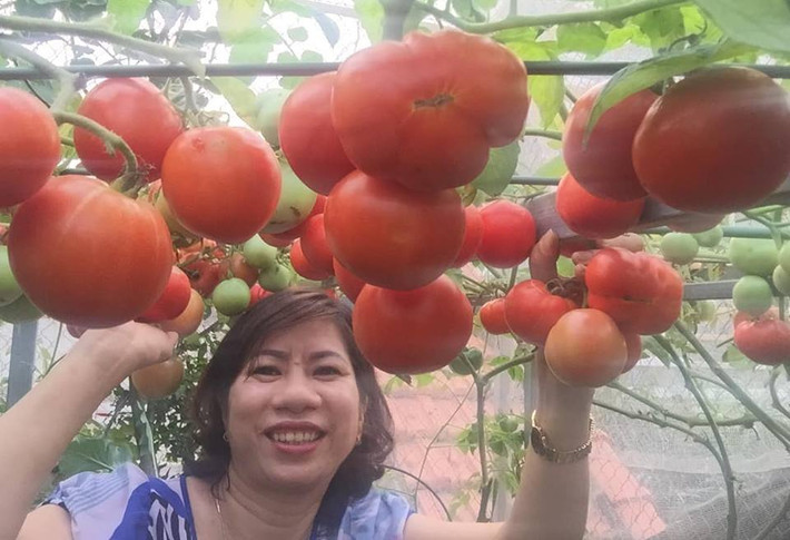 Gần đây, nhiều chị em yêu thích trồng rau tỏ ra thích thú và ngưỡng mộ giàn cà chua trĩu quả trên sân thượng nhà chị Quách Thị Nhịp (Tây Hồ, Hà Nội). Ảnh: FB Quách Nhịp.