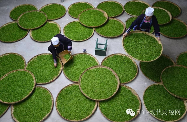 Cuộc sống của người dân Trung Quốc không thể tách rời khỏi trà, do đó văn hóa trà đã lưu hành ở Trung Quốc hàng ngàn năm. Trong ảnh là một làng nghề sản xuất trà truyền thống ở huyện Lê Bình, tỉnh Quý Châu. Ảnh: Sohu.