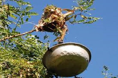 Đi lấy trứng kiến còn phải chọn ngày trời nắng. Ảnh: Dân Việt.