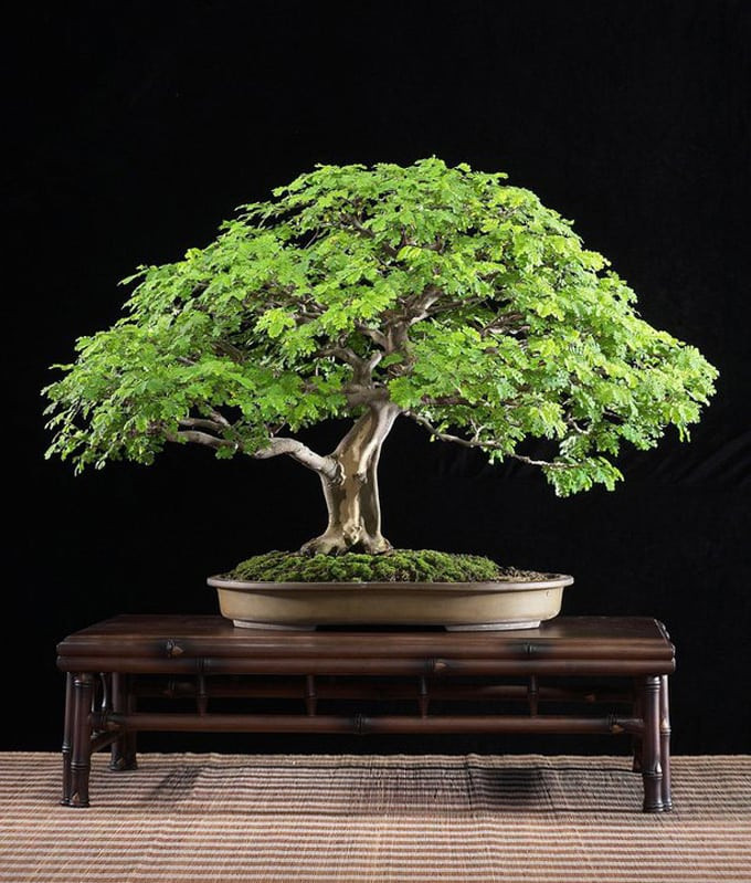 Một tán cây cân đối đến hoàn hảo.