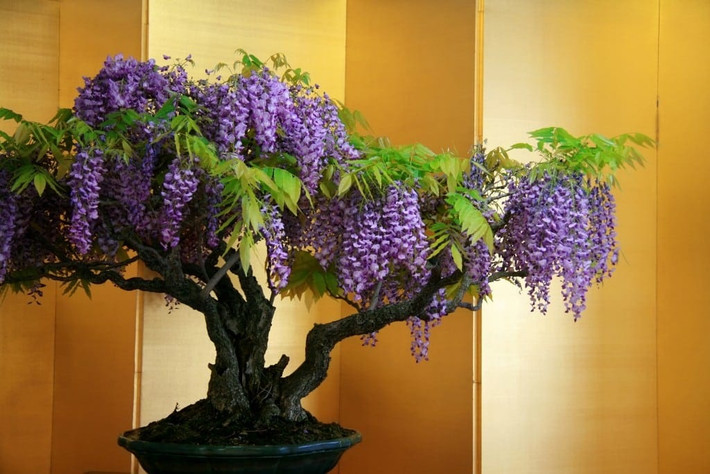 Hoa tử đằng Nhật Bản là một trong những cây bonsai kỳ lạ nhất thế giới. Những bông hoa thơm, mang nhiều màu sắc như hồng, tím, xanh và trắng.