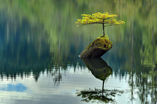 Tác phẩm bonsai hiếm có trong thế giới tự nhiên. Nguồn ảnh: Bonsaitreegardener.