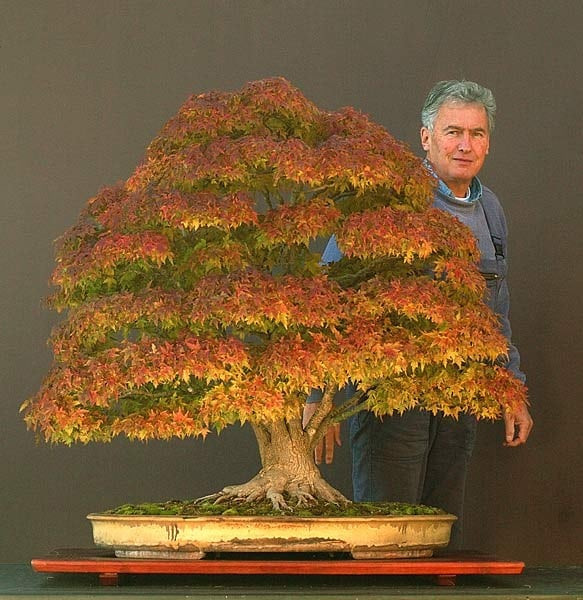 Cây phong có chiều cao một mét rõ ràng là một trong những cây bonsai lớn nhất thế giới. Nó được cho là đã gần 100 tuổi.