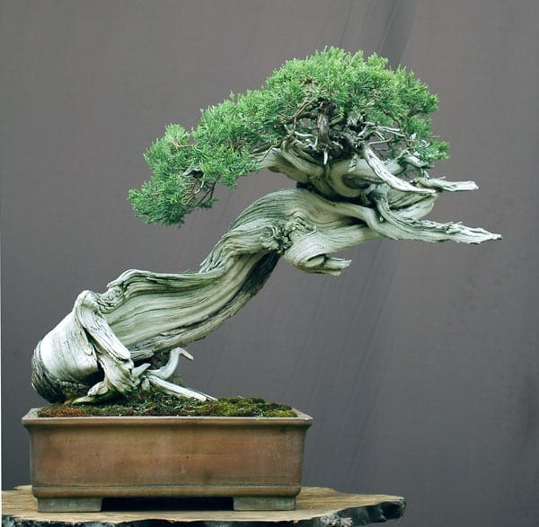 Chậu bonsai Juniper trên núi Rocky do Walter Pall tạo ra đã giành được giải thưởng vì hình dáng tự nhiên vô cùng độc đáo.