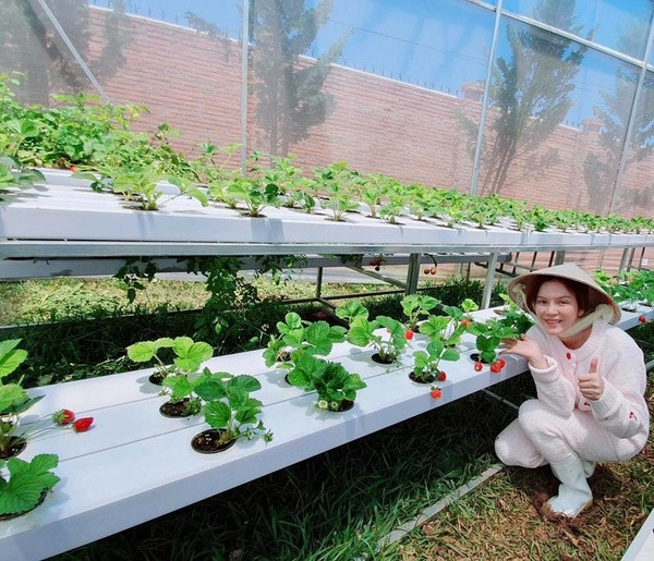 Cách đây không lâu, Lý Nhã Kỳ chia sẻ hình ảnh về vườn rau quả organic mà cô đầu tư ở Đà Lạt.