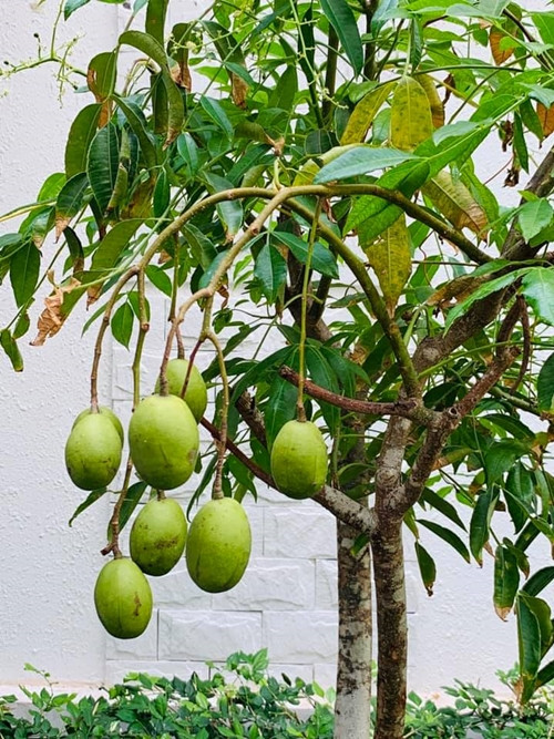 Cây cóc Thái sai trĩu quả. Đây là món ăn khoái khẩu của Vy Oanh.