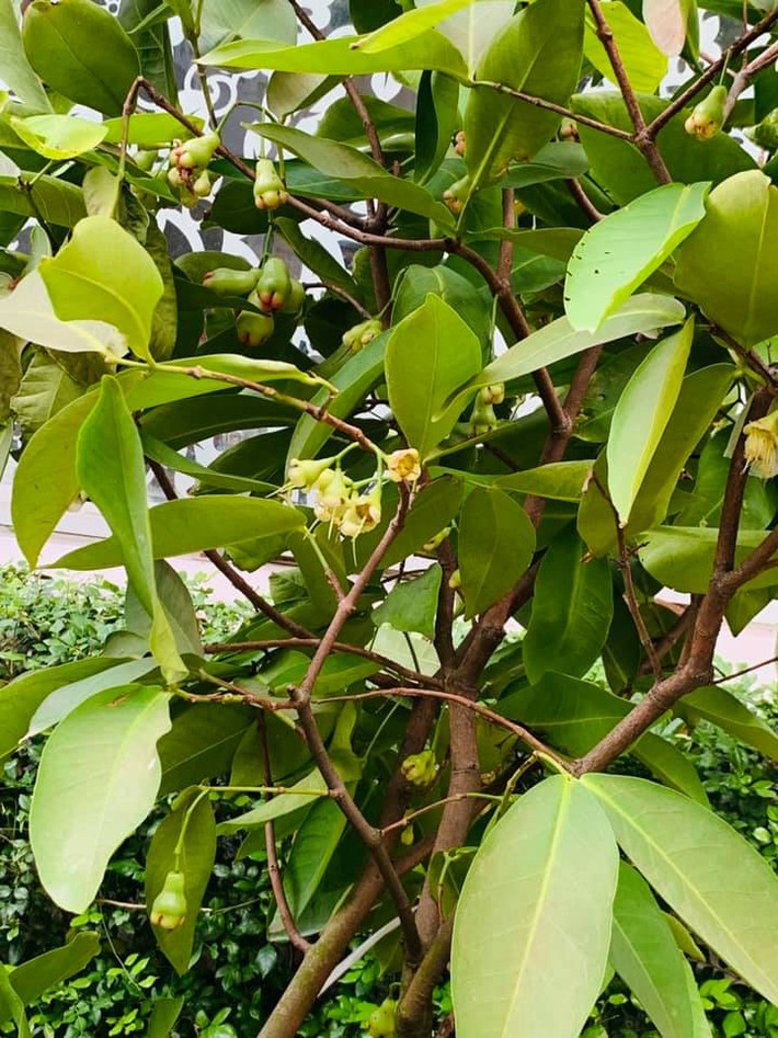 Roi đang đậu quả.