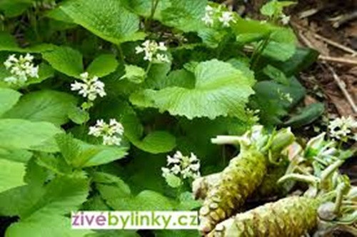 Chỉ có một số ít khu vực thích hợp để gieo trồng Wasabi ở quy mô lớn. Việc gieo trồng wasabi rất khó, ngay cả trong điều kiện lý tưởng. Ảnh: Zivebylinky.