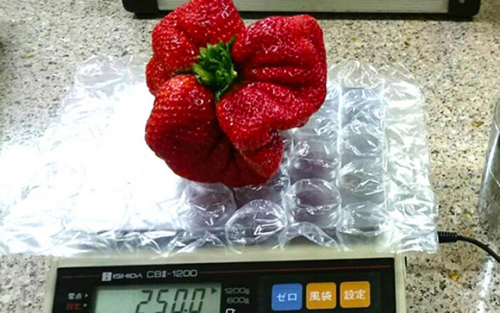 Kích thước loại dâu tây này to gấp nhiều lần loại thông thường (130g/quả) và giá bán 2,5 triệu đồng/hộp 1,5kg. Ảnh: Phunuvietnam.