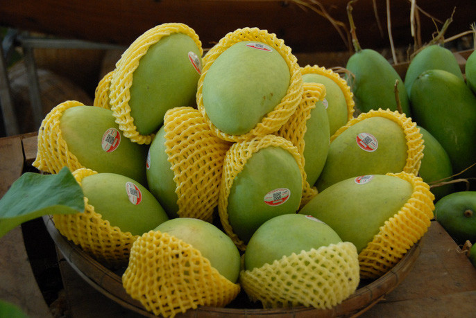 Lô xoài lần này xuất đi được thu mua từ hợp tác xã tại huyện Cao Lãnh (Đồng Tháp), gồm các loại xoài tượng da xanh, xoài cát Hòa Lộc và xoài cát chu da xanh. Ảnh: Người Lao động.
