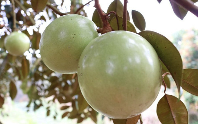 Trước xoài, Việt Nam đã có một số trái cây xuất sang Mỹ như thanh long (năm 2008), chôm chôm (2011), nhãn và vải (2014), vú sữa (2017). Ảnh: Internet.