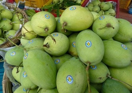 Theo yêu cầu từ phía Mỹ, xoài Việt xuất khẩu sang thị trường này phải vượt qua nhiều tiêu chuẩn khắt khe như điều kiện nhà vườn, đóng gói, xử lý chiếu xạ, kiểm dịch thực vật tại cửa khẩu nhập...Ảnh: I.T.