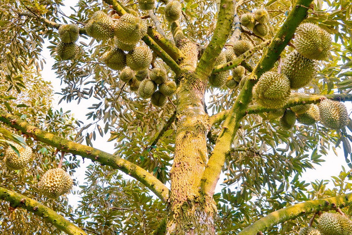 Đếm sơ sơ, cây sầu riêng cũng tới vài trăm quả. Ảnh: Cocopeat.