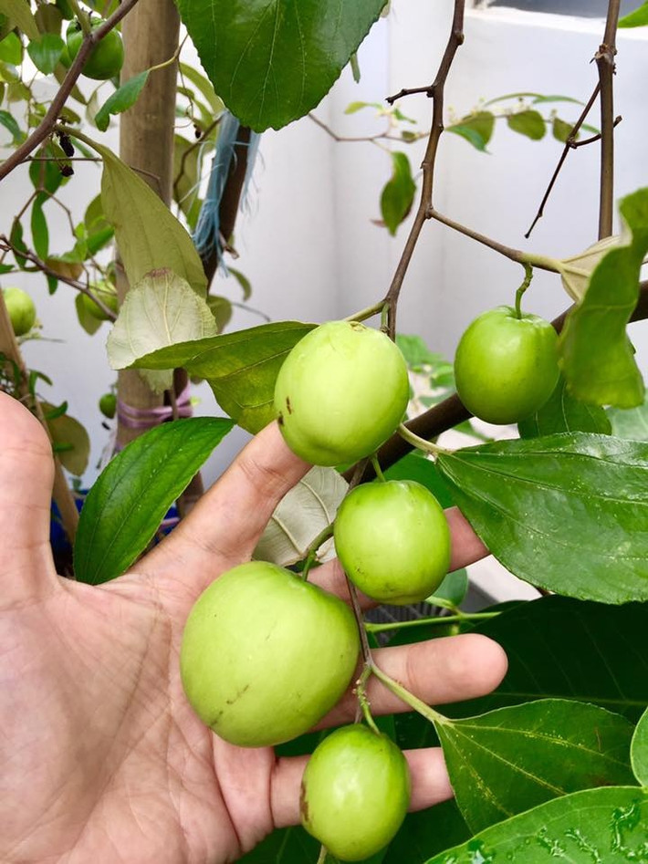Những trái táo to tròn, hái mỏi tay không hết. Ảnh: VTC.