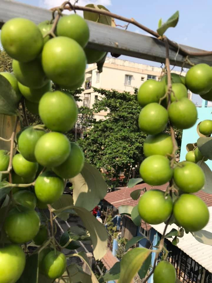 Táo ta có thể trồng trong chậu, khay hoặc thùng xốp. Ảnh: FB Trung Kien Pham.