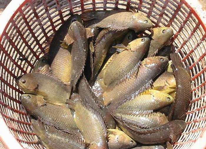Nắm bắt cơ hội này, người dân chuẩn bị đồ lặn bùn để săn tất cả các loại cá đồng, bán kiếm tiền mưu sinh. Ảnh: Dân Việt.