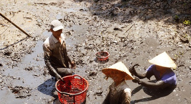 Mùa khô đến, nước trên các đồng lúa ở miền Tây bắt đầu cạn là lúc cá đồng lũ lượt rút vào các ao, đìa bùn lấm để trú ngụ. Ảnh: Dân Việt.