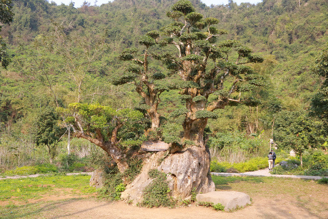 Cây duối nghìn năm tuổi có dáng "bàn tay phật" nằm ở khu du lịch vườn chim Thung Nham (Ninh Bình), phủ bóng mát và không bao giờ thấy cây rụng lá. Ảnh: Vietnamnet.