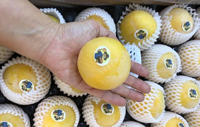 Mận vàng Úc kích thước lớn (một kg gồm khoảng 6,7 trái) được bán với giá từ 230.000 đến 300.000 đồng/kg. Ảnh: Traicaydungmap.